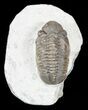 Bargain Reedops Trilobite - Morocco #55470-2